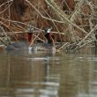 Parade de Grèbes jougris sur le lac d’Orient
