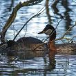 Accouplement de Grèbes jougris sur le lac d’Orient