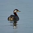 Grèbe jougris sur le lac d’Orient