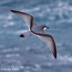 Existe-t-il une espèce de prion non encore décrite sur l&rsquo;île de Gough ?