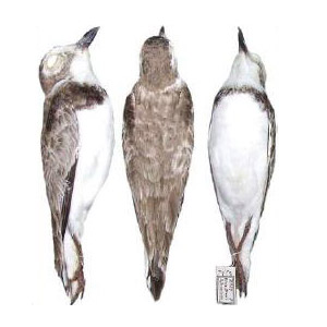 Description d’une nouvelle sous-espèce du Pluvier de Wilson au Brésil