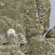 Harfang des neiges femelle sur l’île d’Ouessant