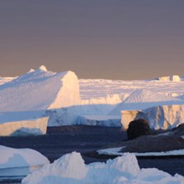 Les oiseaux de l'archipel de PointeGéologie et de la Terre Adélie