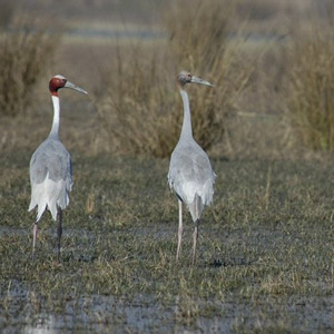 Bonne nouvelle pour la sous-espèce sharpii de la Grue antigone