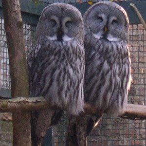 Les chouettes sont-elles aussi « intelligentes » que des corbeaux ou des perroquets ?