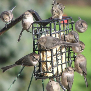 Nourrir les oiseaux : limiter les risques de salmonellose