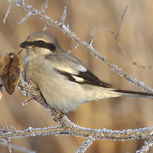 Identifier deux sous-espèces de la Pie-grièche grise, les Pies-grièches méridionale et des steppes