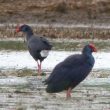 Observer la Talève sultane et l’Ibis falcinelle en Camargue gardoise