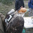 Capture de deux Aigles de Bonelli et d’un Aigle royal dans l’arrière-pays gardois