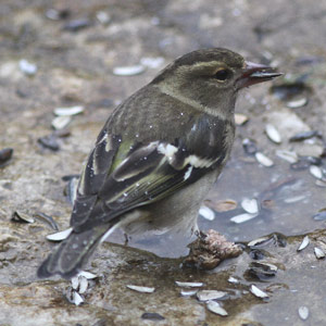 Les excroissances anormales sur les pattes des oiseaux