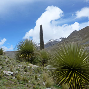 Le nectar des puyas, source de nourriture pour les colibris d’altitude au Pérou