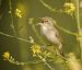 Rousserolle des buissons | Acrocephalus dumetorum | Blyth’s Reed Warbler