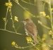 Rousserolle des buissons | Acrocephalus dumetorum | Blyth’s Reed Warbler