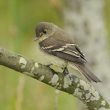 Conseils pour identifier les moucherolles du genre Empidonax
