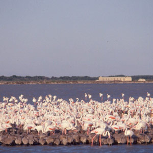 Pourquoi les flamants ont-ils déserté cette année l’étang du Fangassier ?