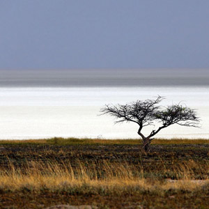 Observer les oiseaux en Namibie