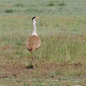 L’Outarde à tête noire victime de la pression démographique