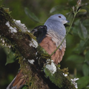 Découverte d’une nouvelle espèce de pigeon en Indonésie