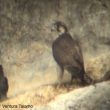 Le Faucon lanier en Sicile : comment choisit-il ses sites de nidification ?