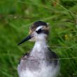 Jeune Phalarope à bec étroit