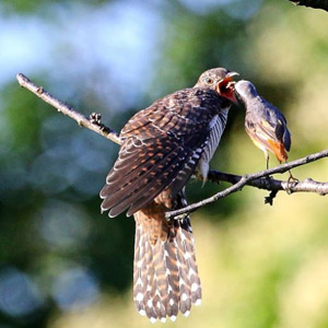 Un Coucou gris nourri par deux bergeronnettes et un rougequeue