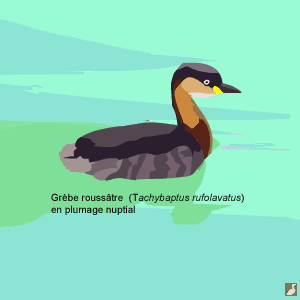 Le Grèbe roussâtre a disparu et le Grèbe castagneux est impliqué