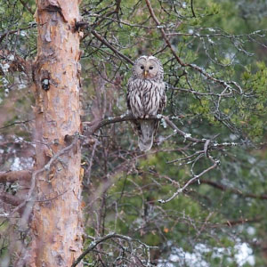 Observer les oiseaux dans les environs d’Oulu (Finlande)