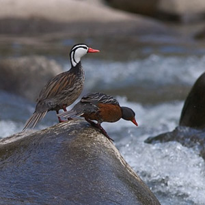 Rencontre avec la Merganette des torrents le long du rio Urubamba (Pérou)