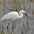 Aigrette garzette et son repas