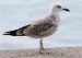 Goéland pontique | Larus cachinnans | Caspian Gull