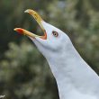 Goéland leucophée en train de « railler »