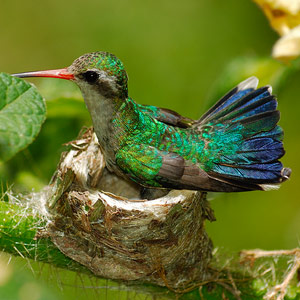 Un colibri utilise ses excréments pour attirer des insectes