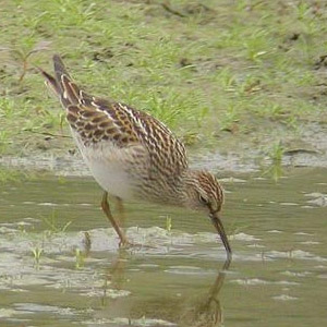D’où viennent les Bécasseaux tachetés observés en Europe ?