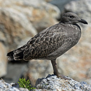 Identifier le Goéland d’Amérique de première année