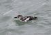 Guillemot à miroir | Cepphus grylle | Black Guillemot