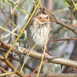 Séjour ornithologique sur l’île d’Yeu (Vendée) du 22 au 31 octobre 2006