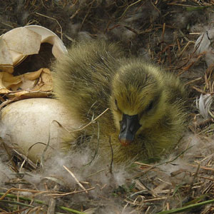 Le choix d’un partenaire sexuel chez l’oiseau