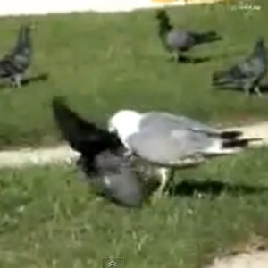 Un goéland tueur de pigeons à Londres