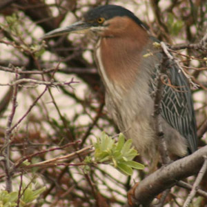 De mystérieux Hérons verts en France et aux Pays-Bas