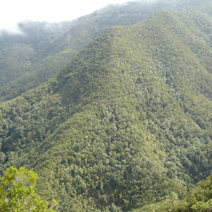 Observer les deux pigeons endémiques des Canaries autour d’Erjos (Tenerife)