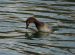 Fuligule milouin | Aythya ferina | Common Pochard