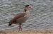 Ouette d&rsquo;Egypte | Alopochen aegyptiacus | Egyptian Goose