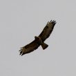 Buse variable