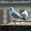 Mouette rieuse