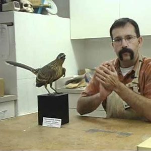Découverte de fossiles du plus ancien oiseau d’Amérique du Nord appelé Flexomornis howei