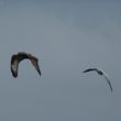 Buse pattue et Mouette rieuse
