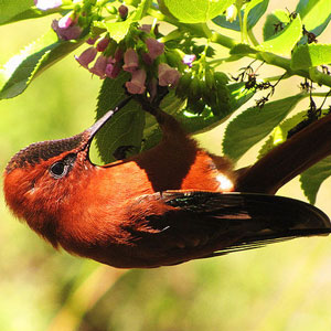 L’impact négatif d’un tsunami sur un oiseau endémique, le Colibri robinson