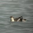 Un Guillemot à long bec en Grande-Bretagne