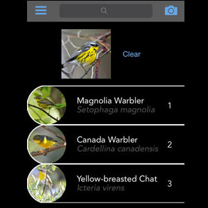 Une application pour smartphones pour reconnaître des oiseaux photographiés