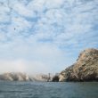 Les oiseaux des îles Ballestas (Pérou)